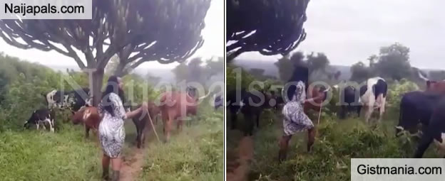 Checkout This Sexy Lady Cow Rearer Spotted Tending To Her Cows Photos