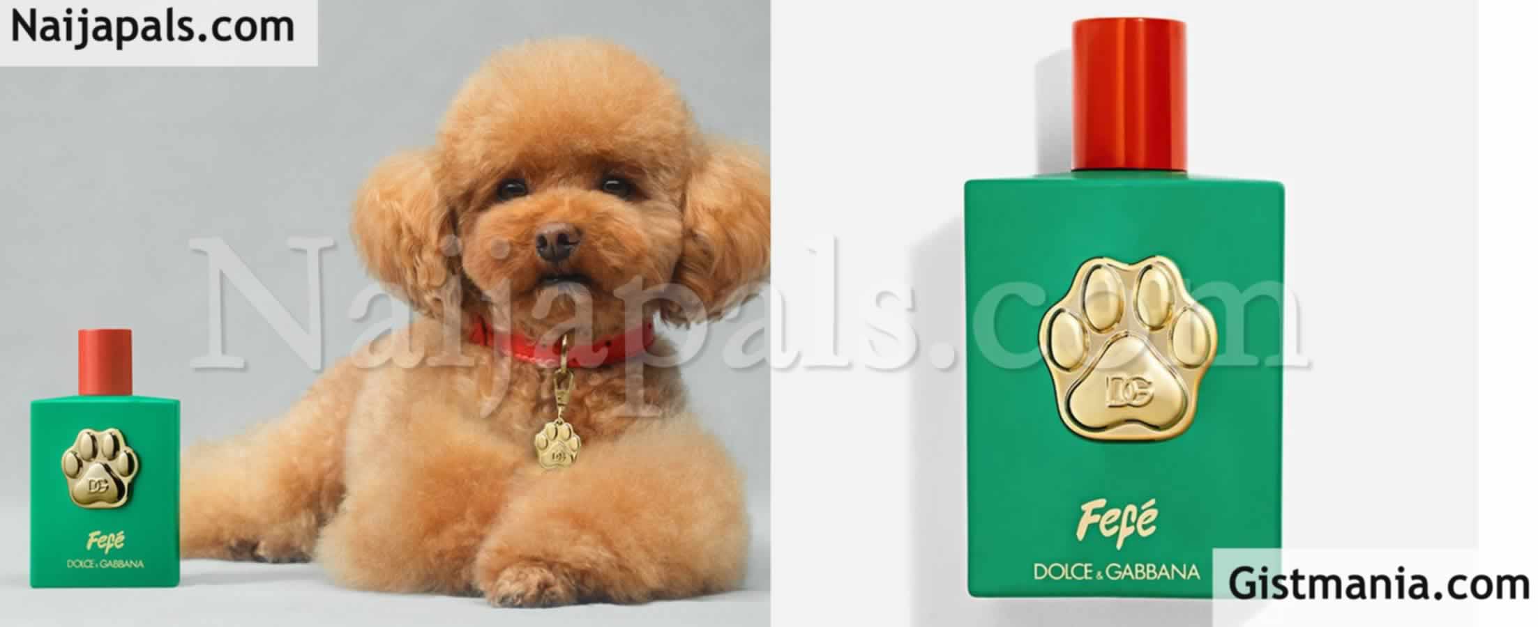 Dolce & Gabbana Launches New Luxury Perfume Brands For Dogs Worth About N170,000