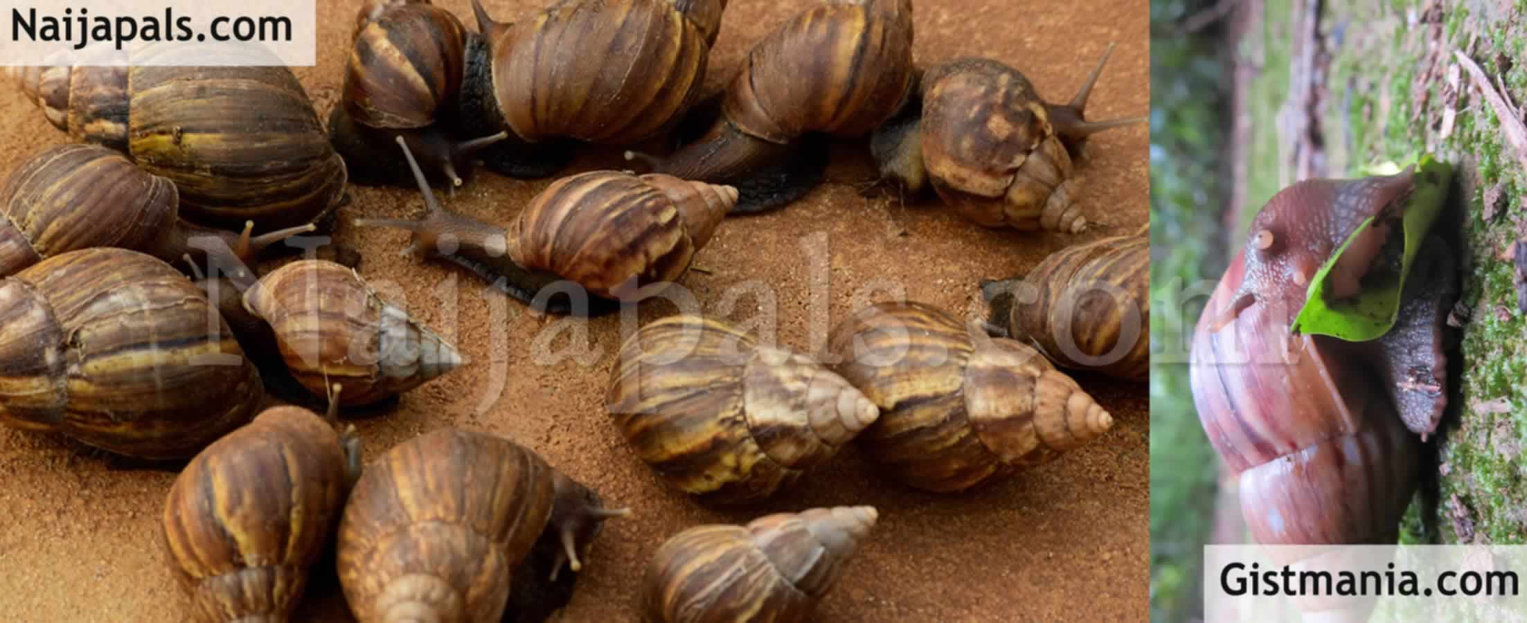 Wow 15 Giant Snails From Nigeria Capable Of Causing Meningitis Seized