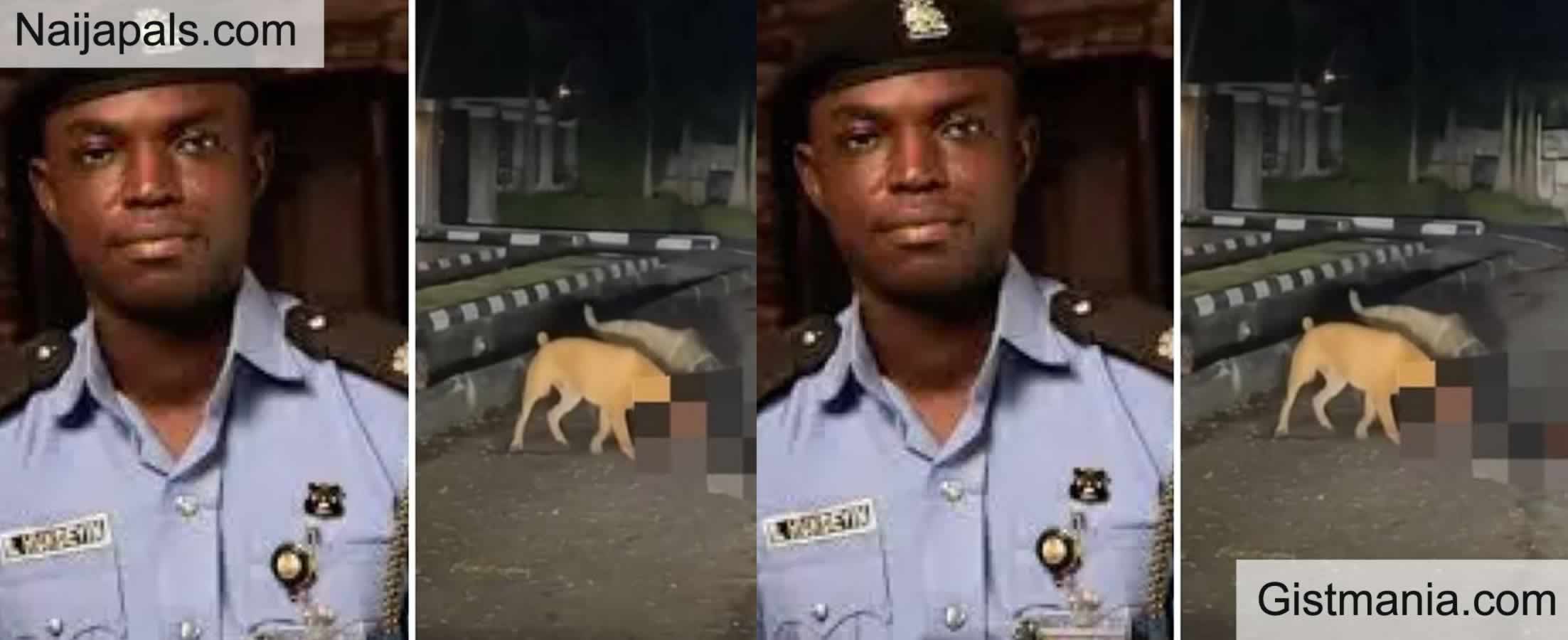 There Were Bite Marks On Body Of Security Guard Mauled To Death By Dogs In Lagos Estate -Police