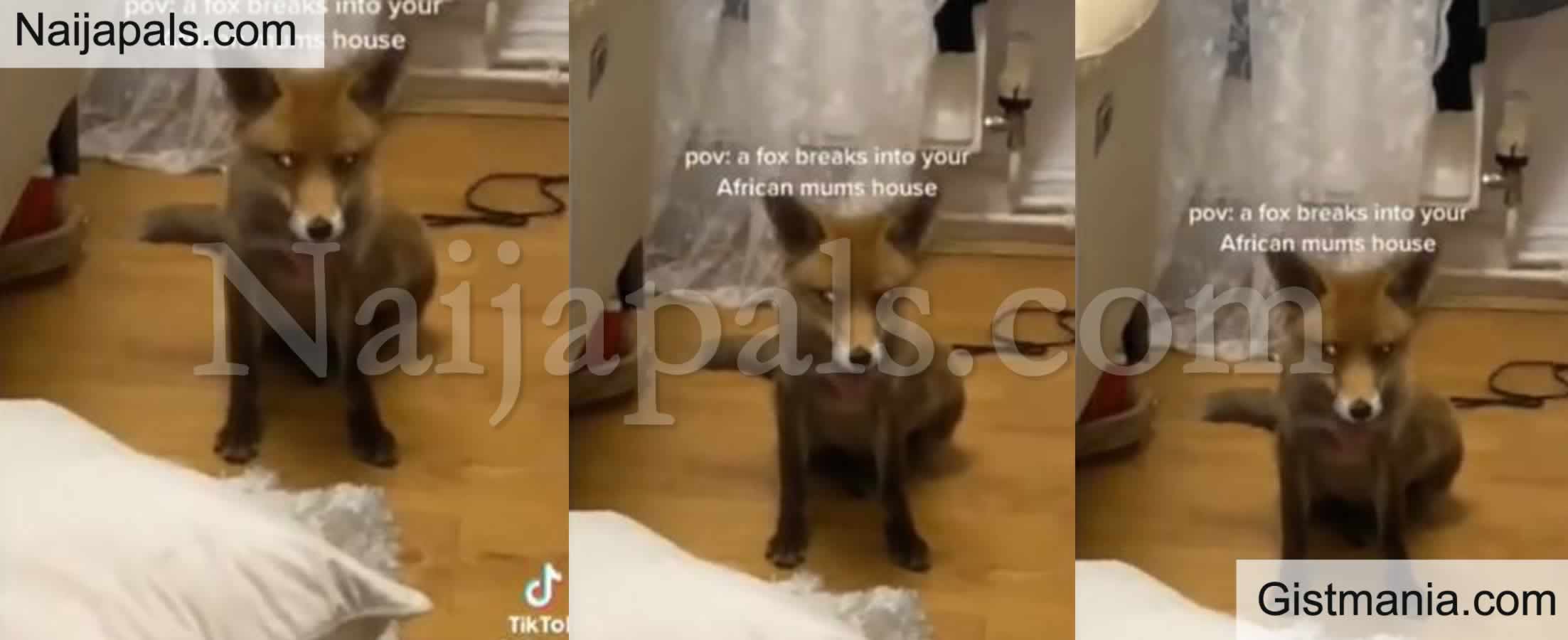 <img alt='.' class='lazyload' data-src='https://img.gistmania.com/emot/comment.gif' /><b>African Woman Goes Spiritual As A Fox Breaks Into Her House (Video)</b>