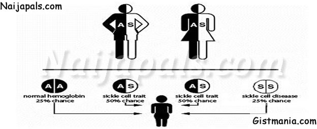 can aa genotype marry an as genotype