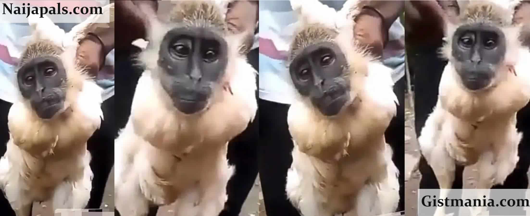 scary looking monkey