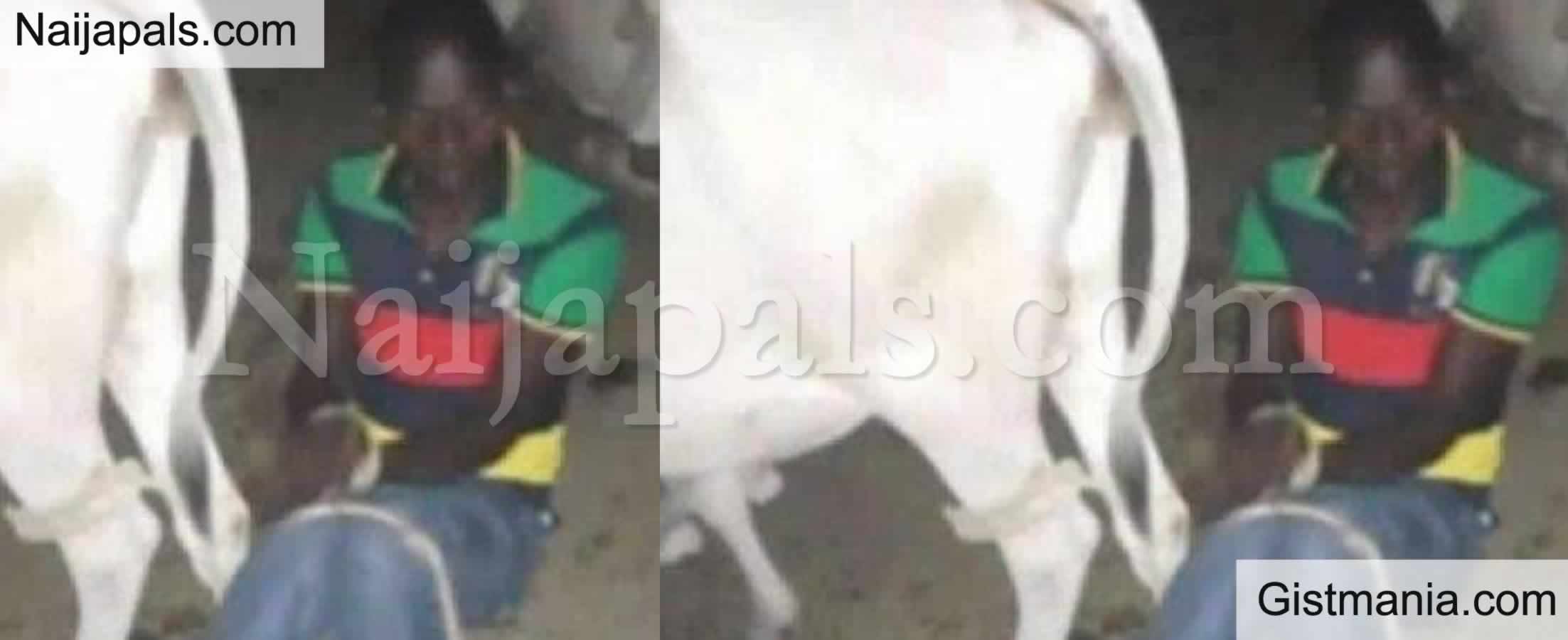 Kenya Man Blames Devil After He Was Caught Having Sεx With Cow At Night -  Gistmania