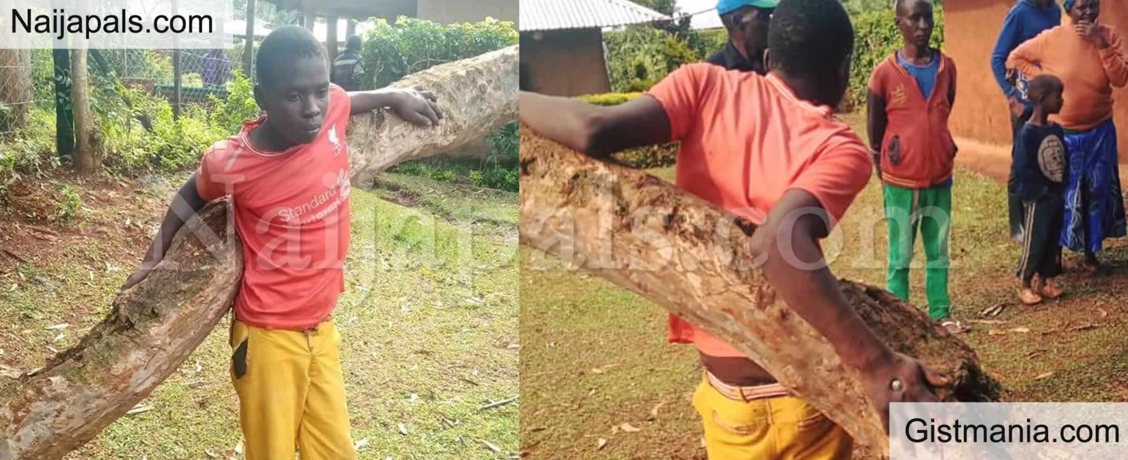 Photos Check Out How 19 Year Old Man Nailed To A Tree For Allegedly