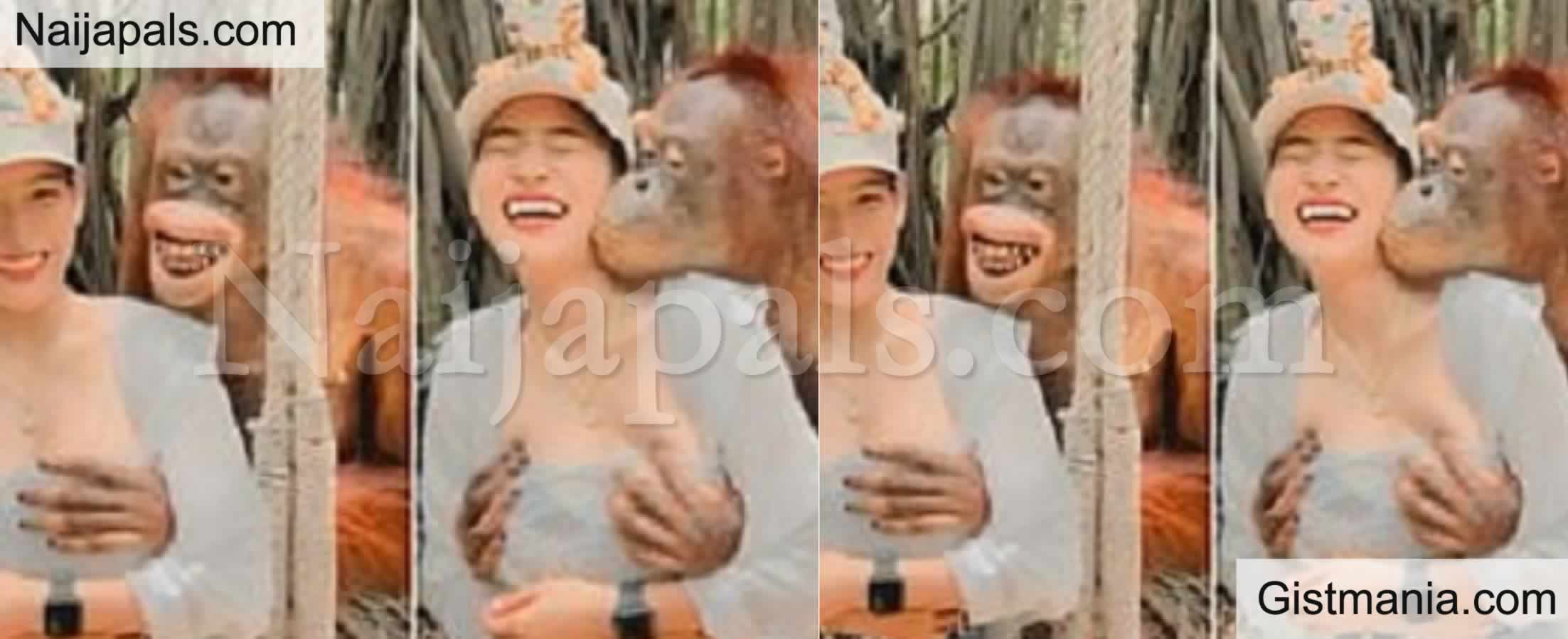 <img alt='.' class='lazyload' data-src='https://img.gistmania.com/emot/grin.gif' /> <b>Cheeky Orangutan Grabs Tourist’s Boobs, Kisses Her In Thailand</b>