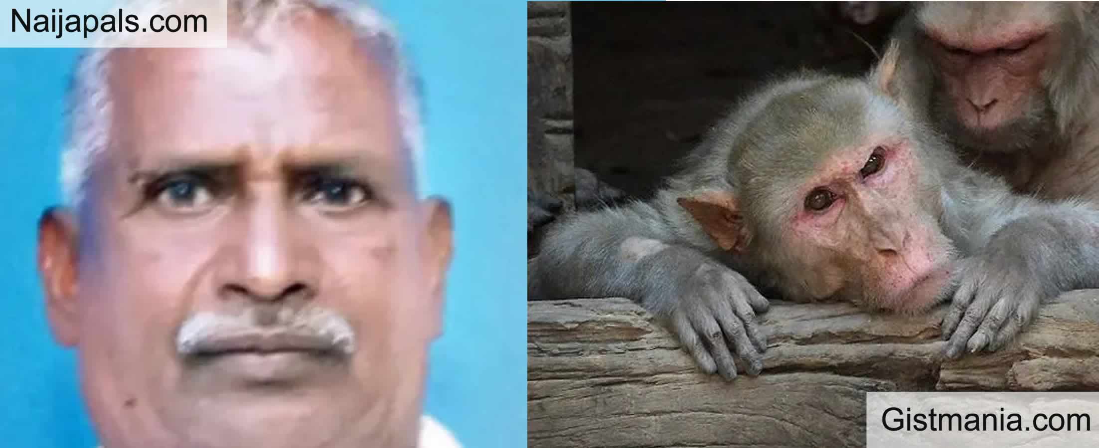 How Monkey Mauls Man To Death While Using The Toilet