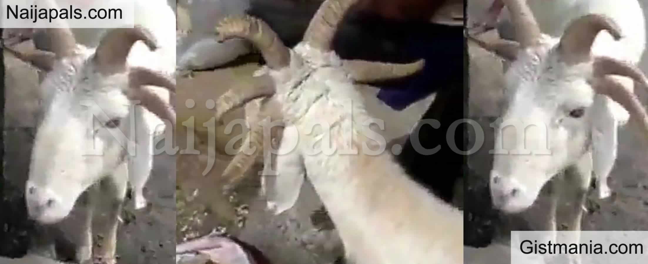 BIZZAIRE! Ram With 5 Horns Seen At A Market In Lagos Ahead Of Sallah ...